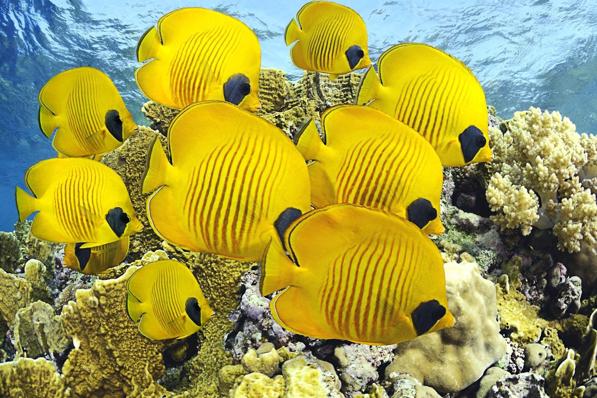 ホテル Roxon Red Sea Eilat - Adults Only エクステリア 写真
